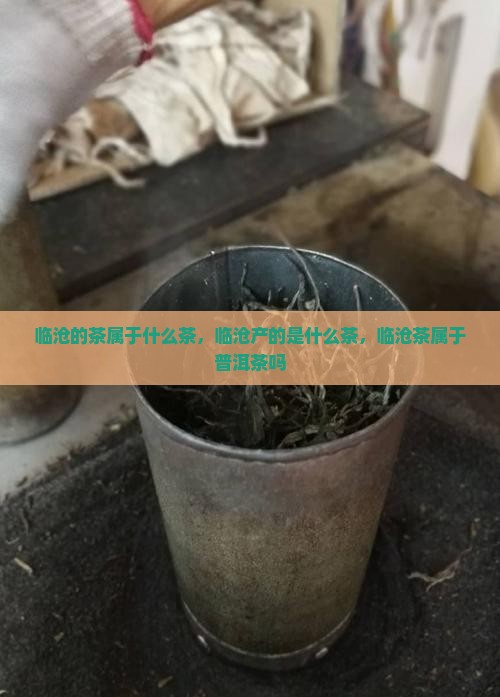 临沧的茶属于什么茶