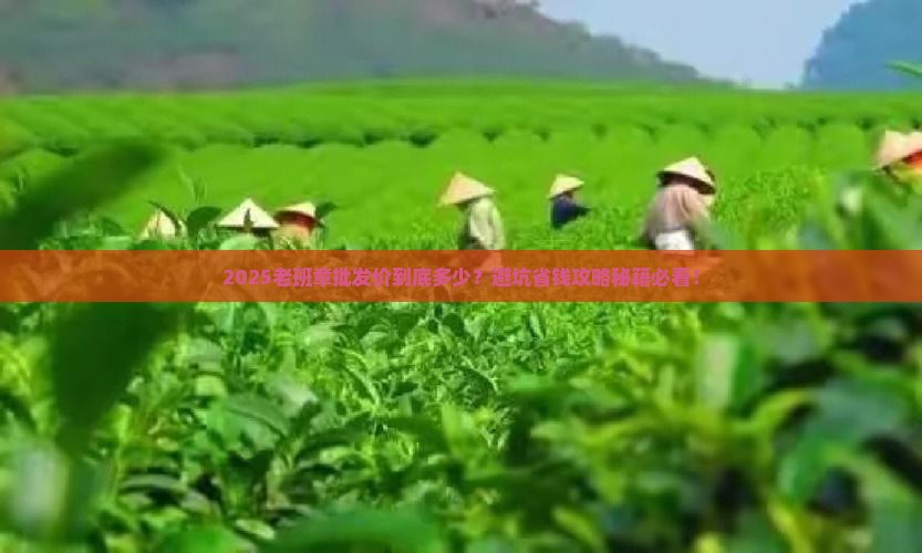 云南老班章批发价格
