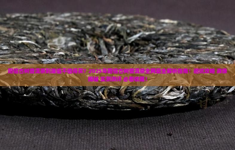 阳信古树普洱茶