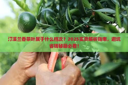 汀溪兰香茶叶属于什么档次