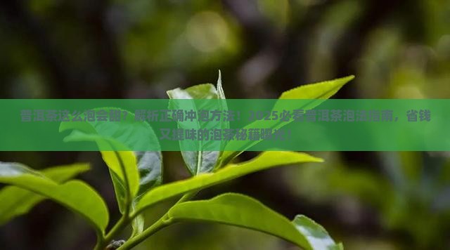 普洱茶这么泡会甜