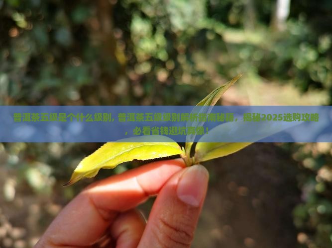 普洱茶五级是个什么级别