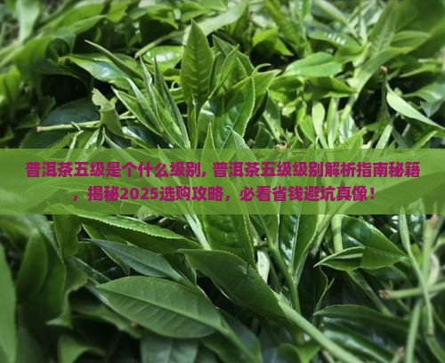 普洱茶五级是个什么级别