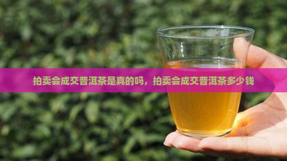 拍卖会成交普洱茶