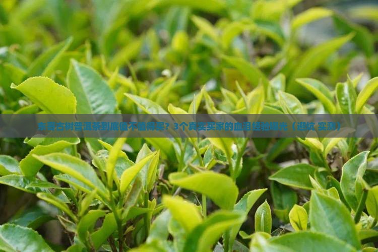 东哥古树普洱茶