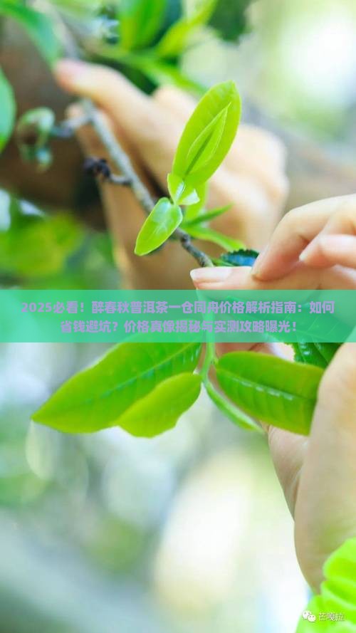 醉春秋普洱茶一仓同舟价格