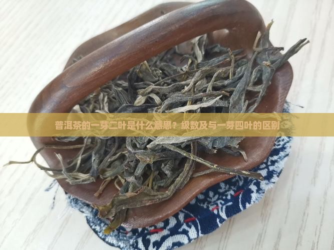 普洱茶的一芽二叶