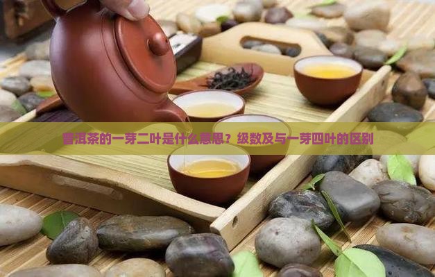 普洱茶的一芽二叶