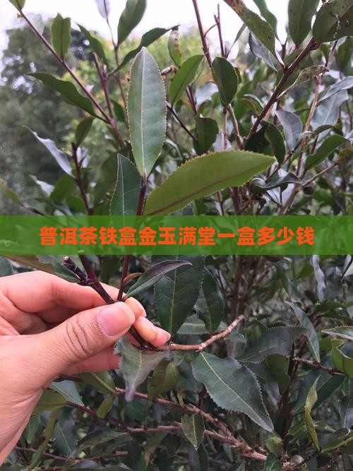 普洱茶铁盒金玉满堂
