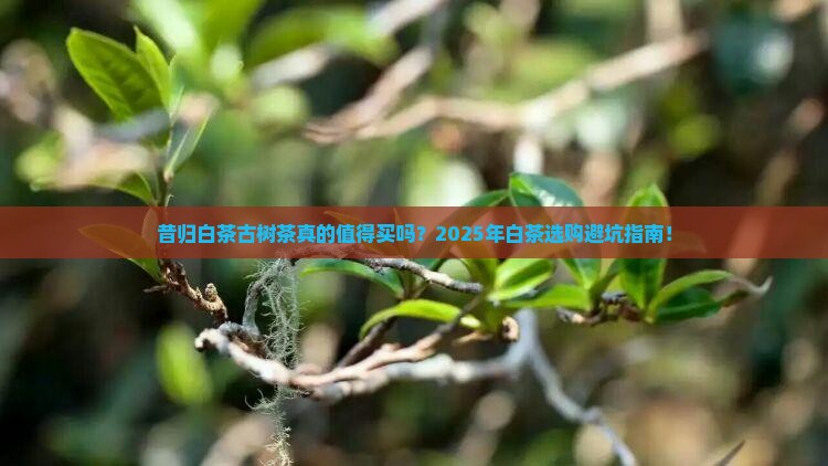 昔归白茶古树茶