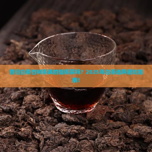 昔归白茶古树茶