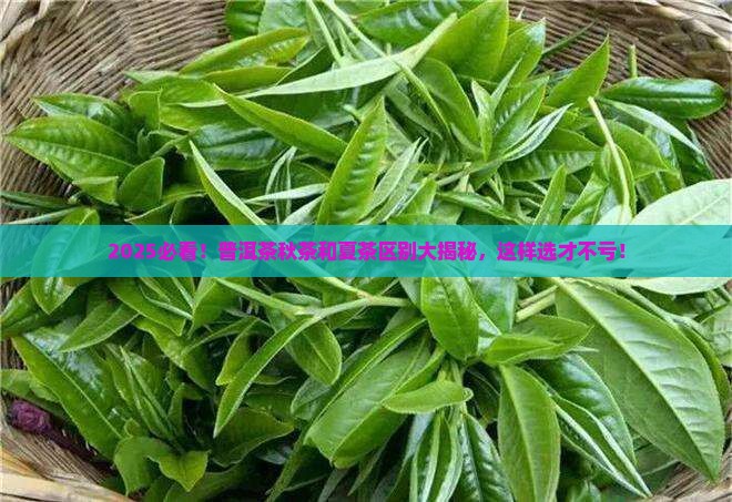 普洱茶秋茶和夏茶的区别