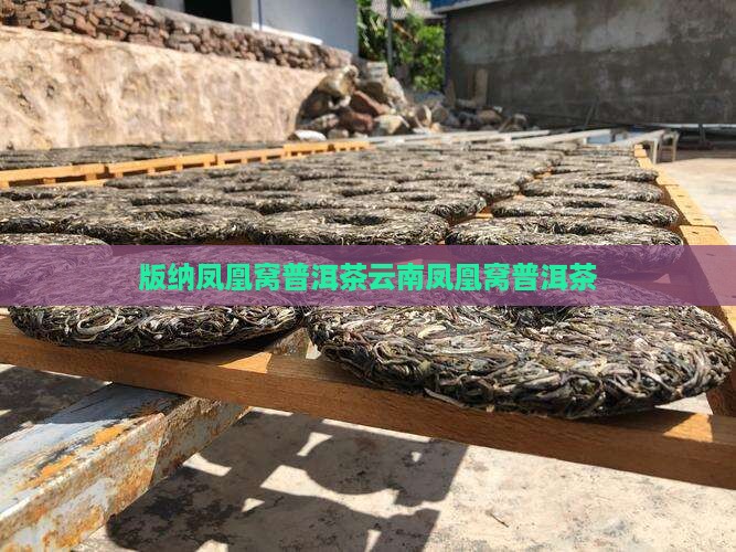 版纳凤凰窝普洱茶