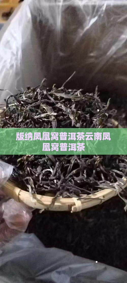 版纳凤凰窝普洱茶