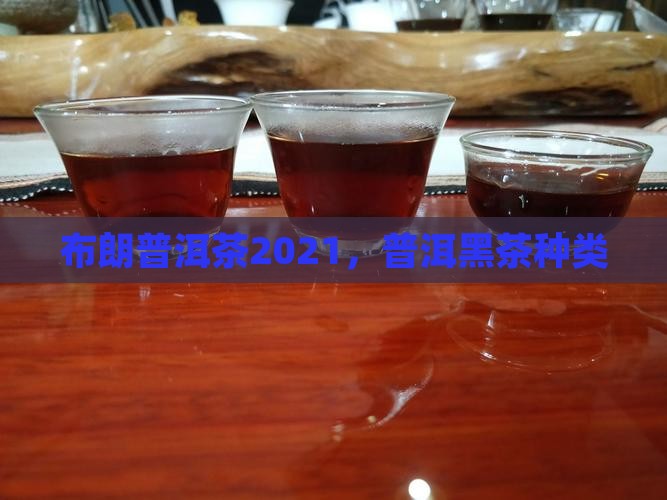 金布朗普洱茶2021