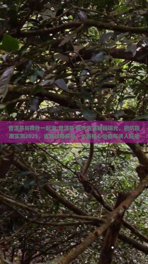 普洱茶与荷叶一起泡
