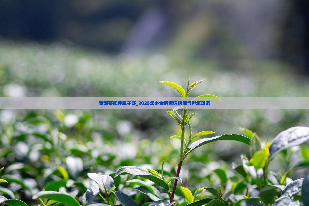 普洱茶哪种牌子好