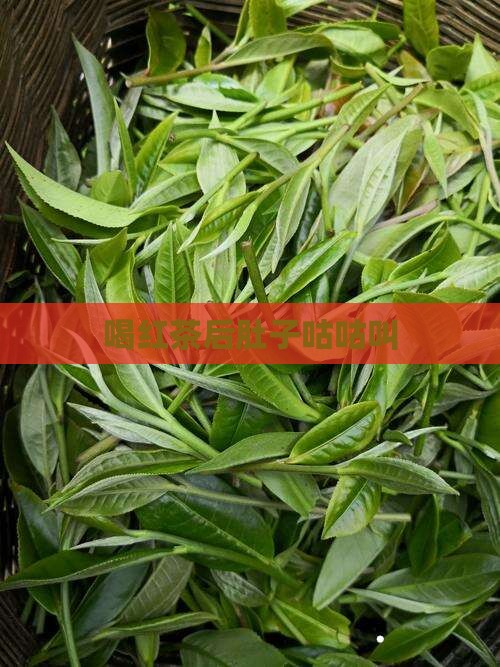喝红茶后肚子咕咕叫
