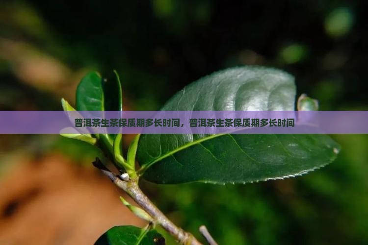 保塘老寨普洱茶生茶质保多久