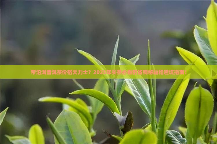 帝泊洱普洱茶价格天力士