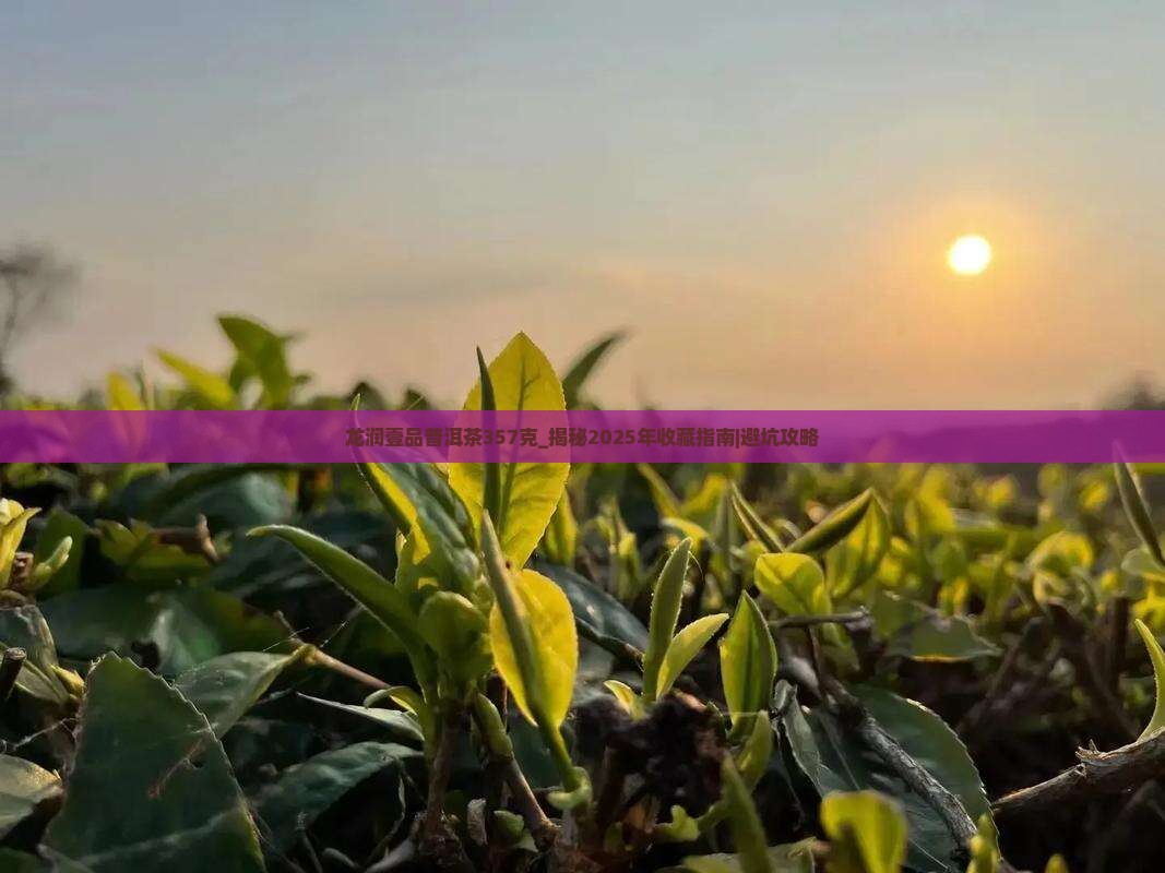 龙润壹品普洱茶357克