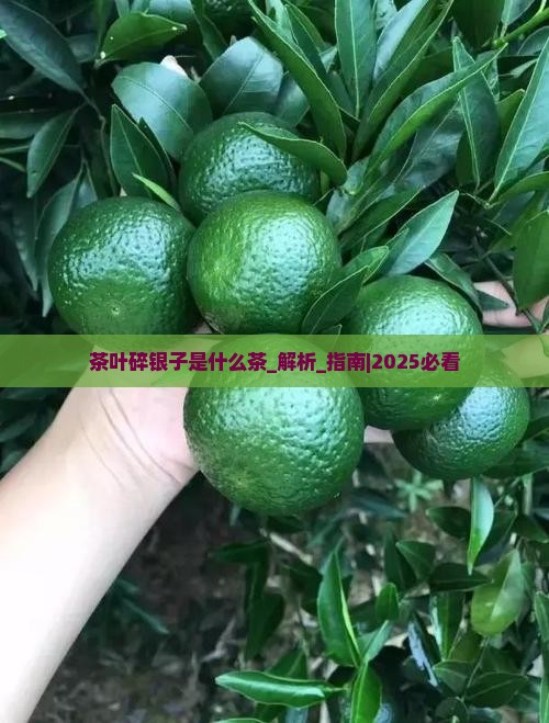 茶叶碎银子是什么茶