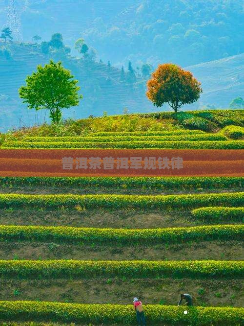 普洱茶军规铁律