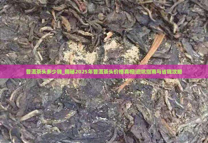 普洱茶头多少钱