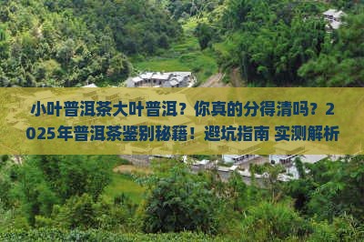 小叶普洱茶大叶普洱
