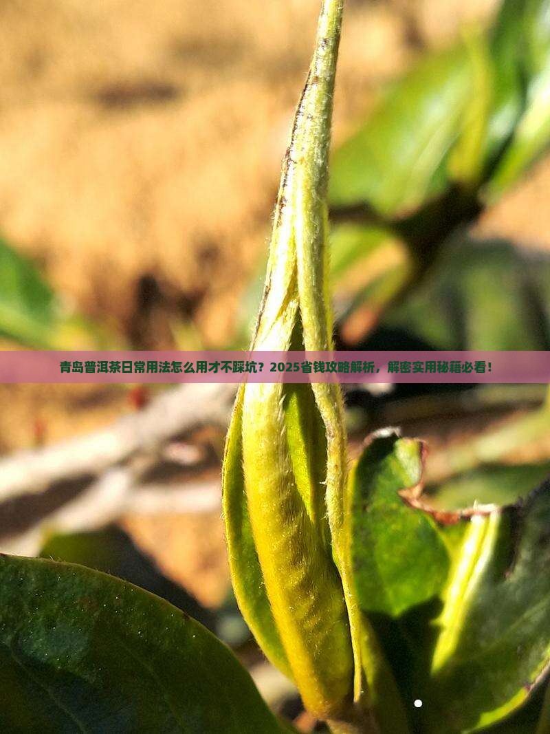 青岛普洱茶日常用法
