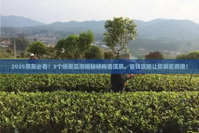 杨梅普洱茶推荐理由