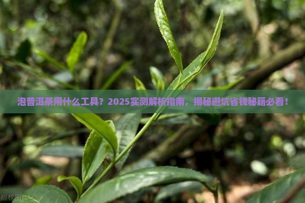 泡普洱茶用什么工具