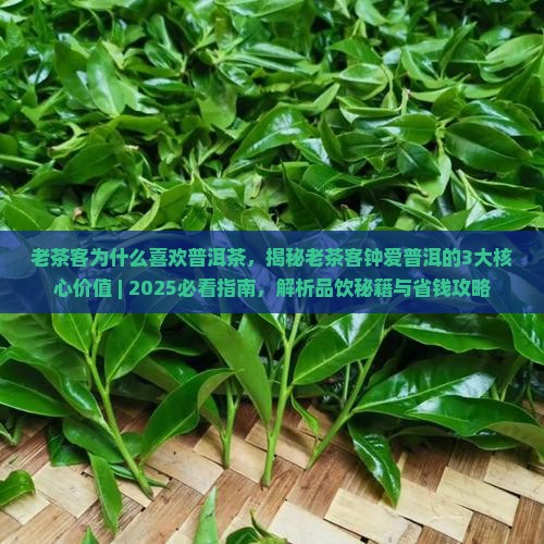 老茶客为什么喜欢普洱茶