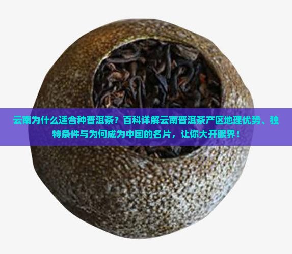 云南为什么适合种普洱茶