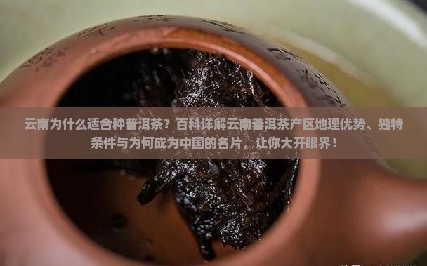 云南为什么适合种普洱茶