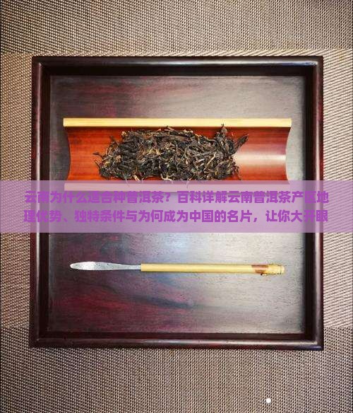 云南为什么适合种普洱茶