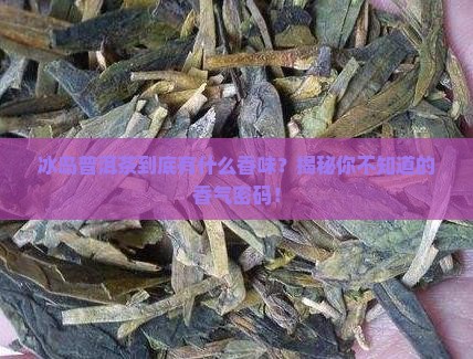 冰岛普洱茶香味特点