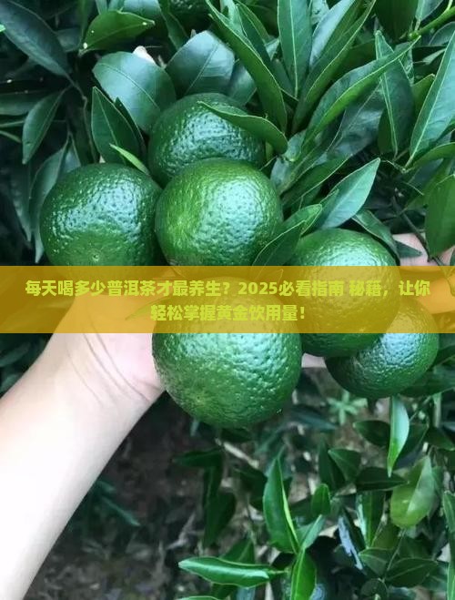 每天喝多少普洱茶