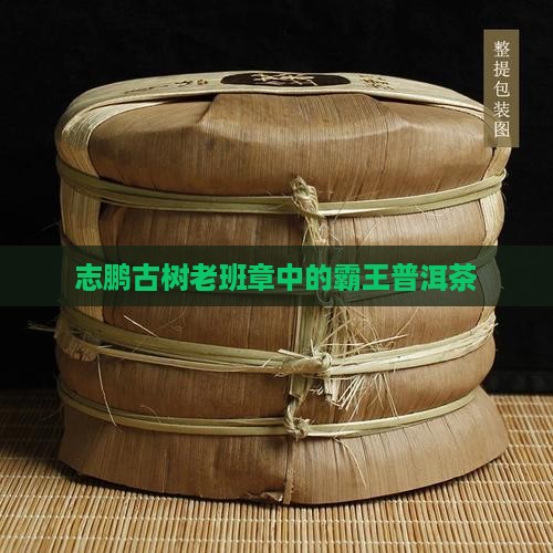 志鹏茶叶古树茶老班章