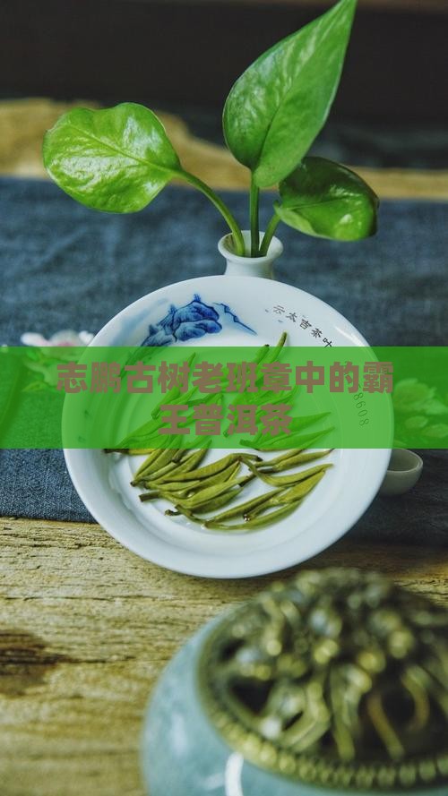 志鹏茶叶古树茶老班章