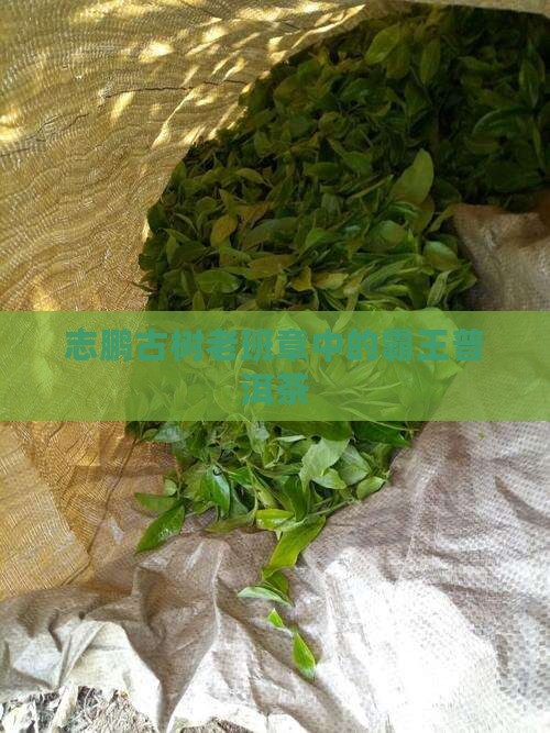 志鹏茶叶古树茶老班章