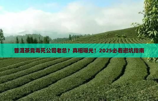 普洱茶毒死公司老总