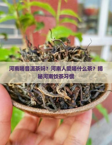 河南喝普洱茶吗
