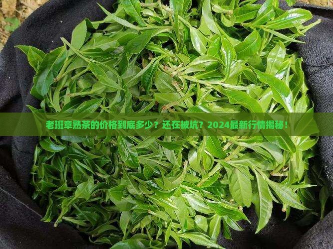 老班章熟茶的价格