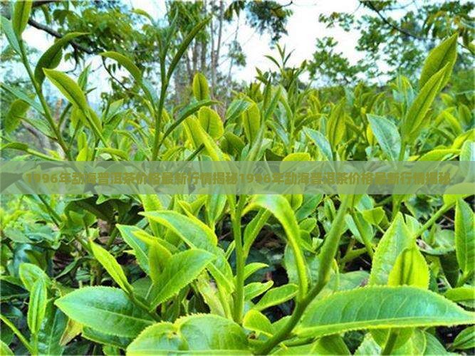 1996年勐海普洱茶价格