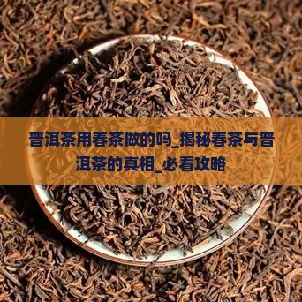 普洱茶用春茶做的吗