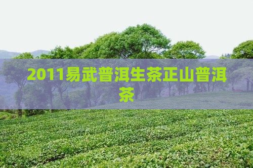 2011易武正山普洱茶