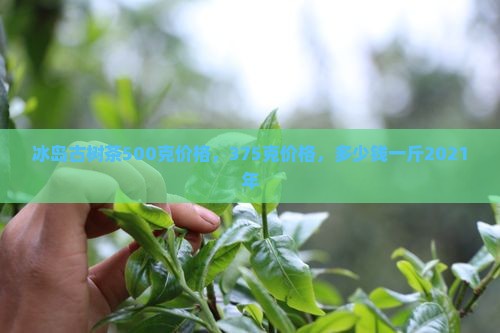 冰岛古树茶500克价格