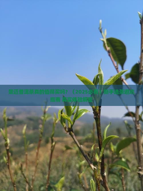 景迈普洱茶优缺点