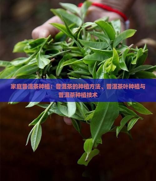 家庭普洱茶种植 家庭普洱茶种植